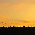 Seagulls and Pelicans on the Causeway, 
San Diego, California, 
2008